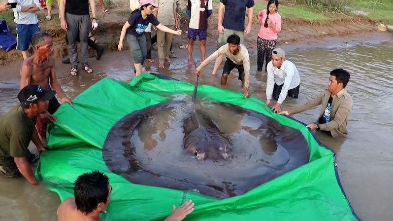 V Kambodži chytili obřího rejnoka vážícího 300 kilogramů